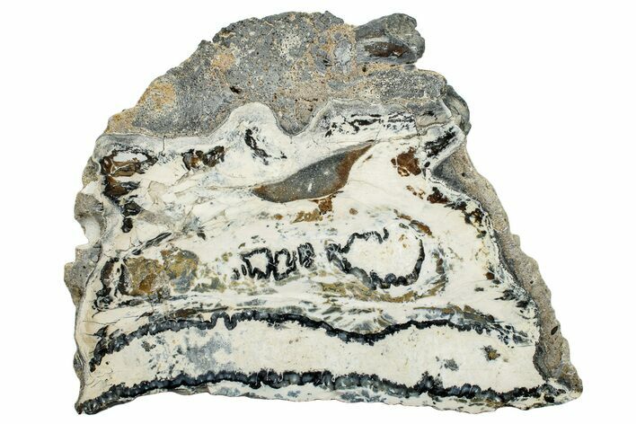 Polished Mammoth Molar Slice - South Carolina #250760